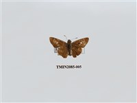 藏品(禾弄蝶)的圖片